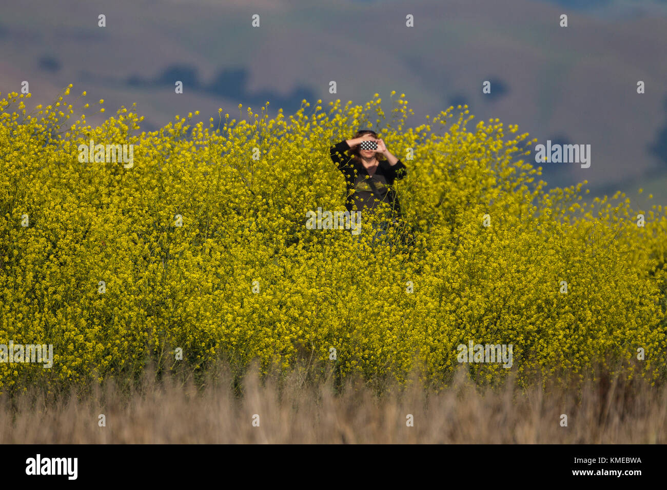Mujer con smartphone de pie entre plantas de mostaza invasora en estanques de sal restaurados, Alviso, California, EE.UU Foto de stock