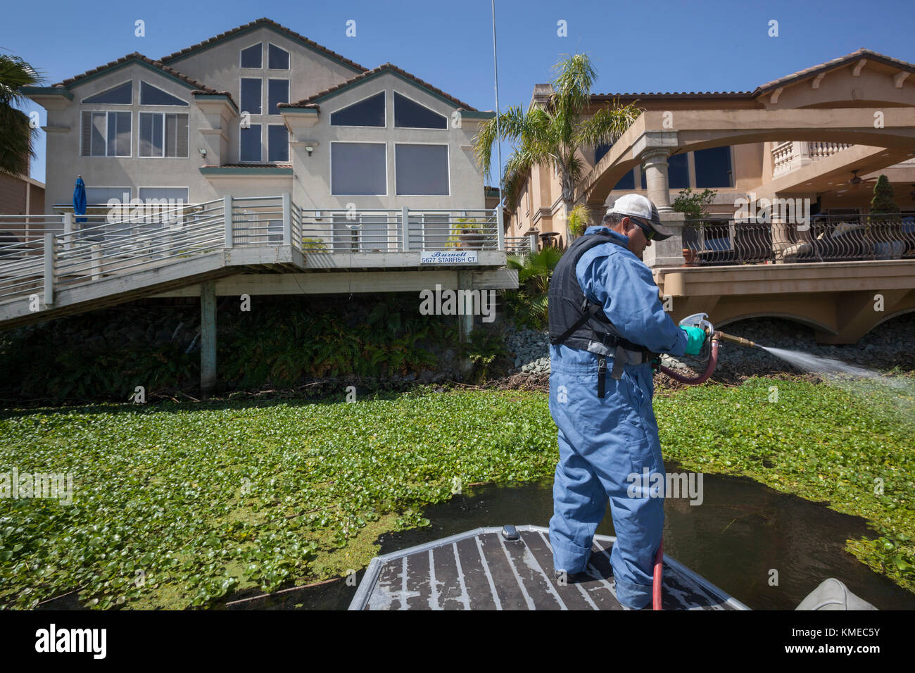 Hombre de jacinto de agua de pulverización con productos químicos, Stockton, California, EE.UU. Foto de stock