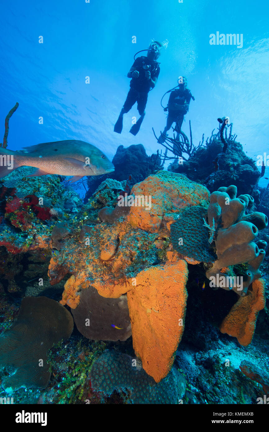Los submarinistas exploran un arrecife en Gran Caimán. Foto de stock