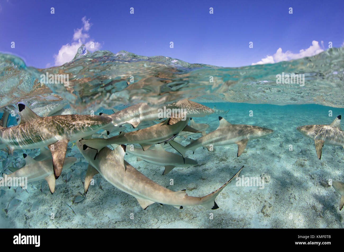 Over/under de Blacktip tiburones de arrecife en una laguna, en la Polinesia Francesa. Foto de stock