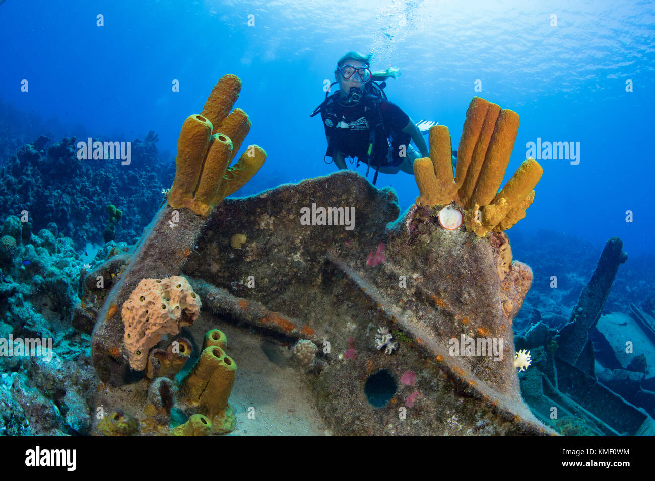 Esponjas de tubo amarillas adornan una sección del oro verde naufragio, Gran Caimán Foto de stock