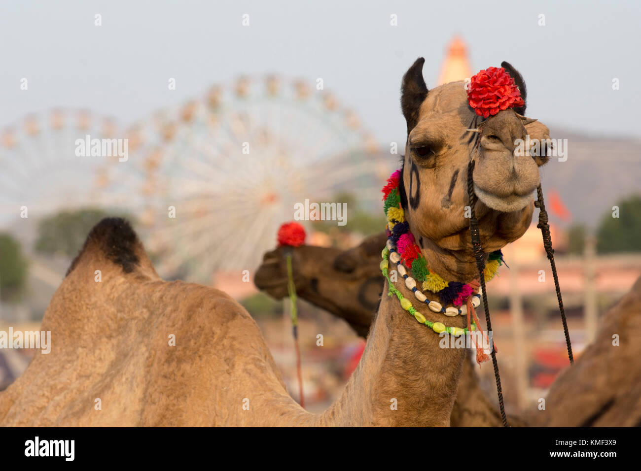 Cierre mediano decorado de un camello en el festival del camello de Pushkar, Pushkar, Rajastán, India. Foto de stock