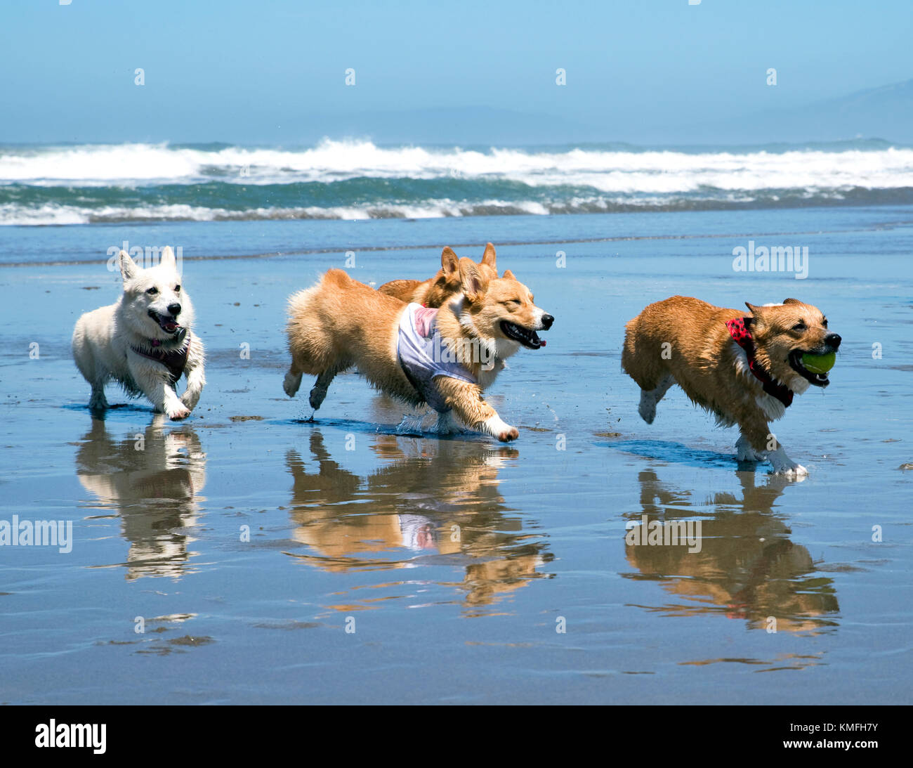 Corgis acabando en la playa Foto de stock