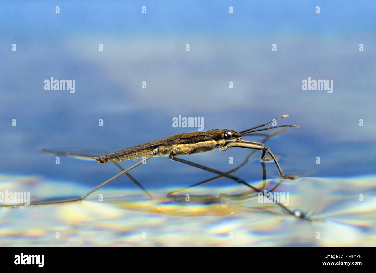 Gerridae fotografías e imágenes de alta resolución - Alamy