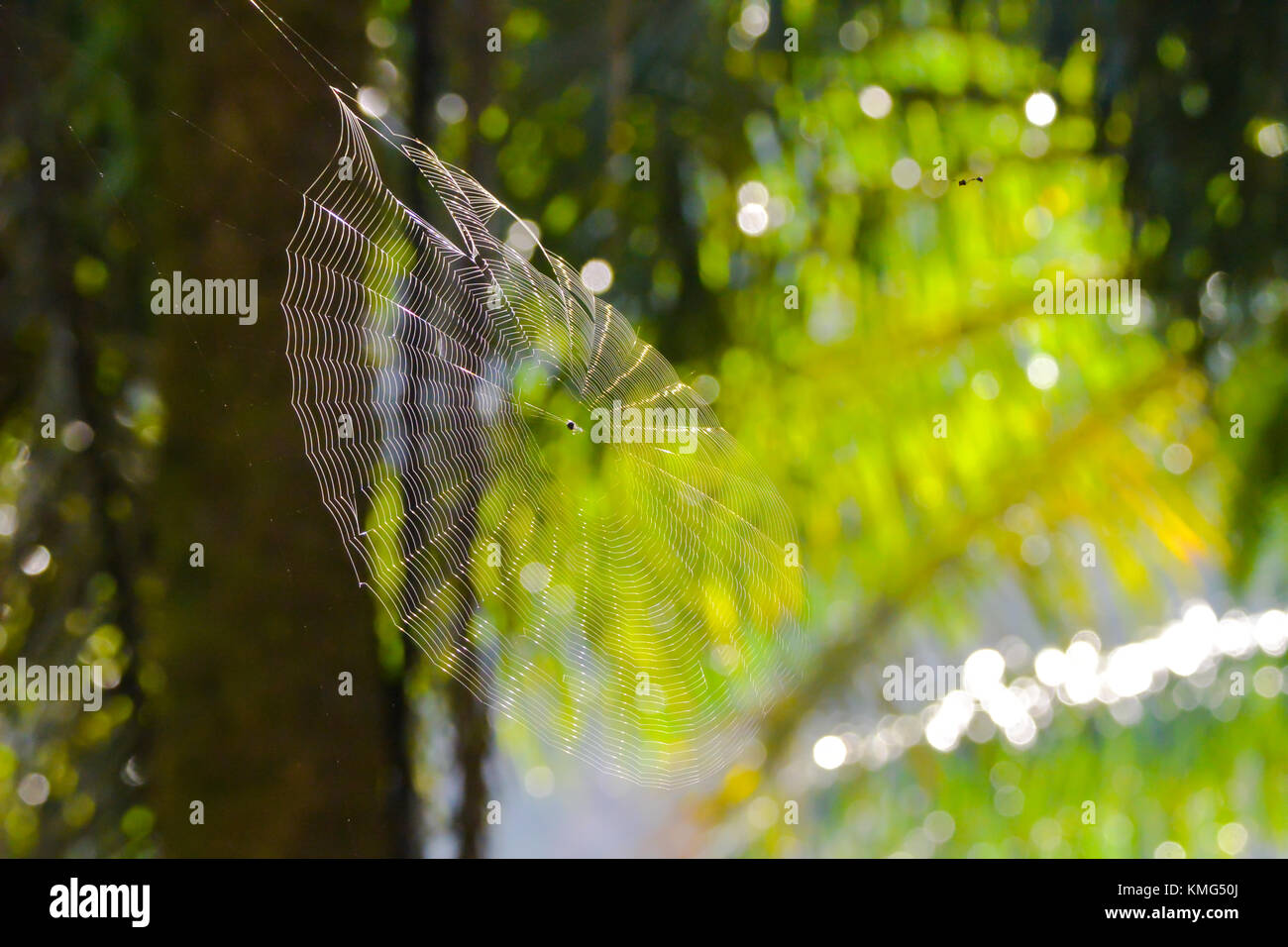 Una tela de araña colgando de la palma de aceite; fotografía tomada en el parque nacional de Khao Sok, Tailandia. Foto de stock
