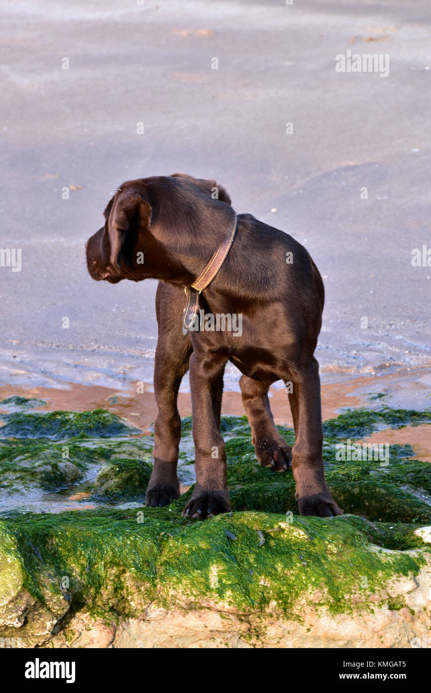 Un Perrito Springador Labradinger O De Pie En La Playa Y Algunas Rocas