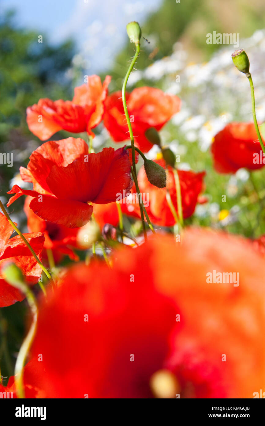 La primavera en el jardín - Flores - amapola roja en la pradera de primavera - Flores Foto de stock