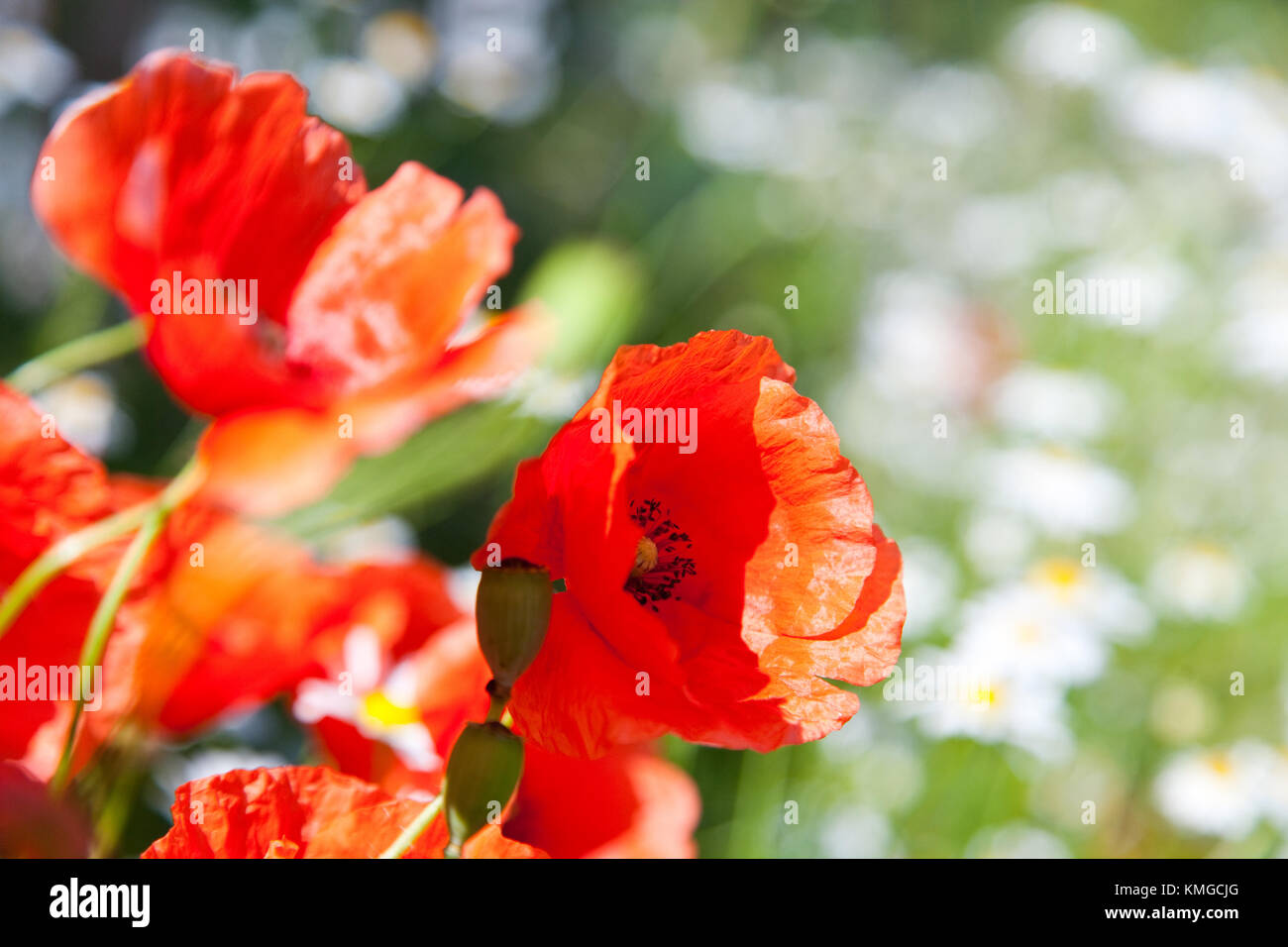 La primavera en el jardín - Flores - amapola roja en la pradera de primavera - Flores Foto de stock