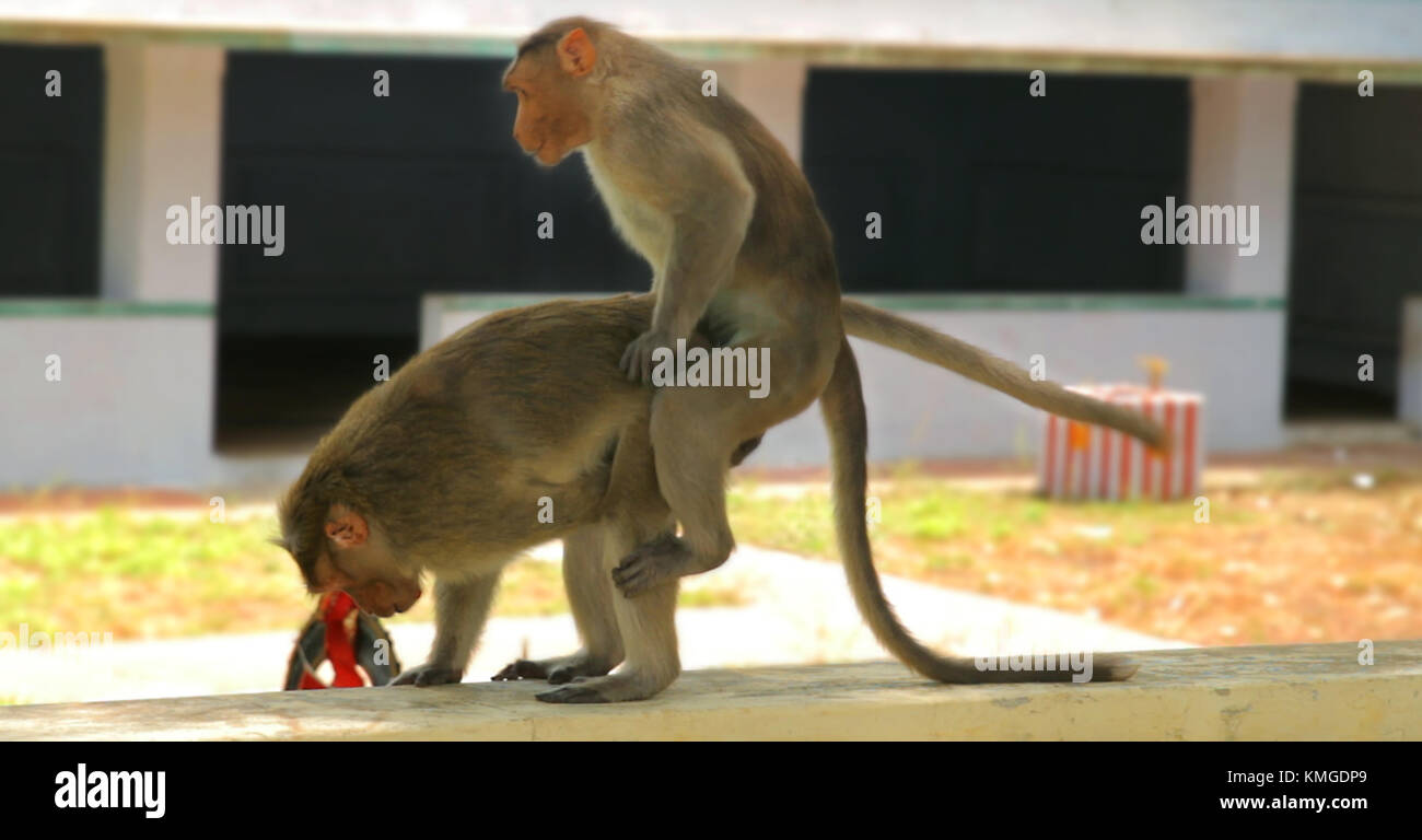 Monos de apareamiento fotografías e imágenes de alta resolución - Alamy