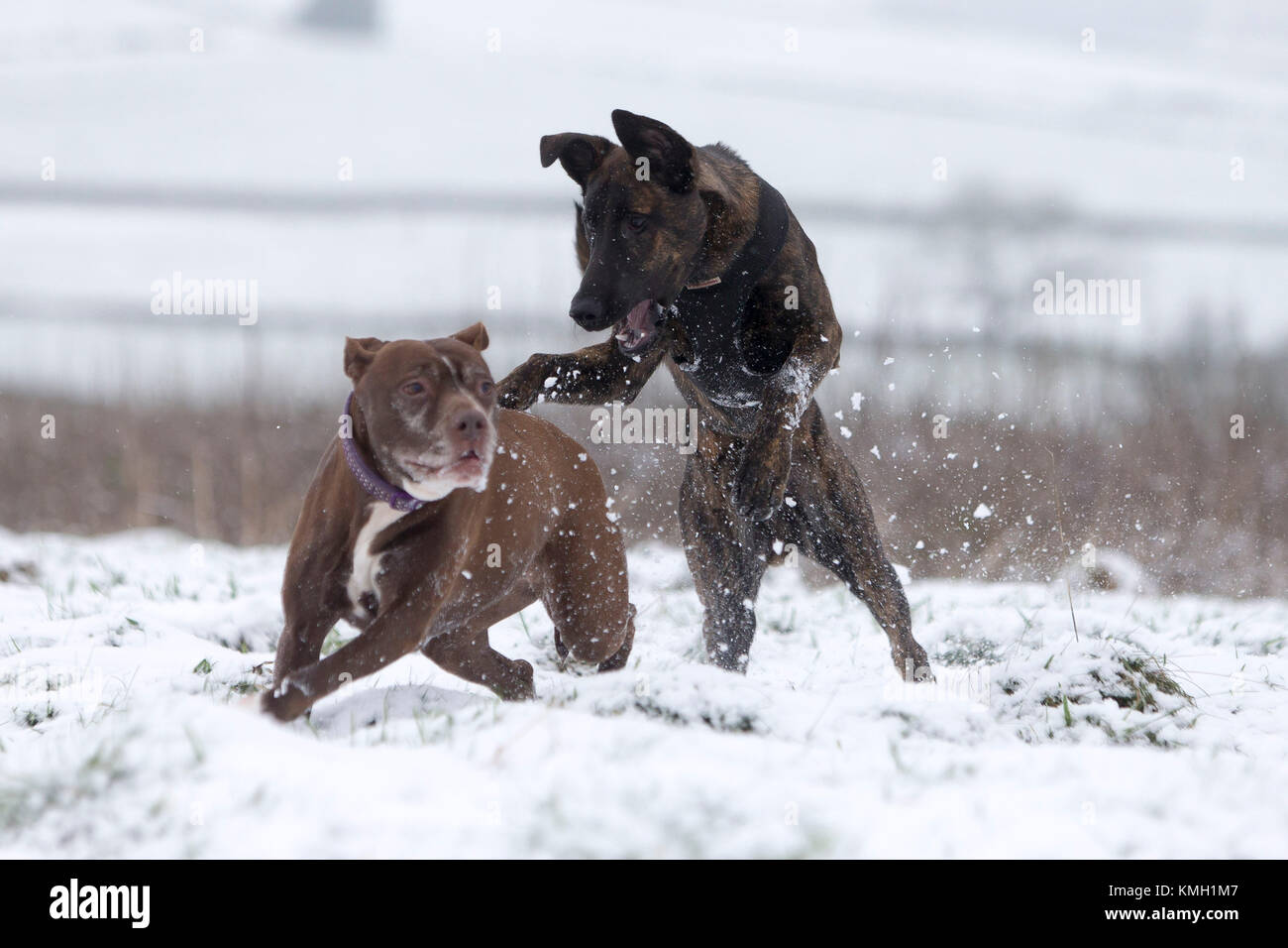 Nuevos Molinos, Reino Unido. 9 dic, 2017. Logan y Zebedeo disfruta jugando en la nieve cerca de molinos nuevos, alto pico, Reino Unido. Crédito: Philip Oldham/Alamy Live News. Foto de stock