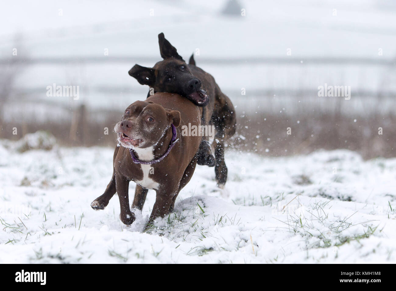 Nuevos Molinos, Reino Unido. 9 dic, 2017. Logan y Zebedeo disfruta jugando en la nieve cerca de molinos nuevos, alto pico, Reino Unido. Crédito: Philip Oldham/Alamy Live News. Foto de stock