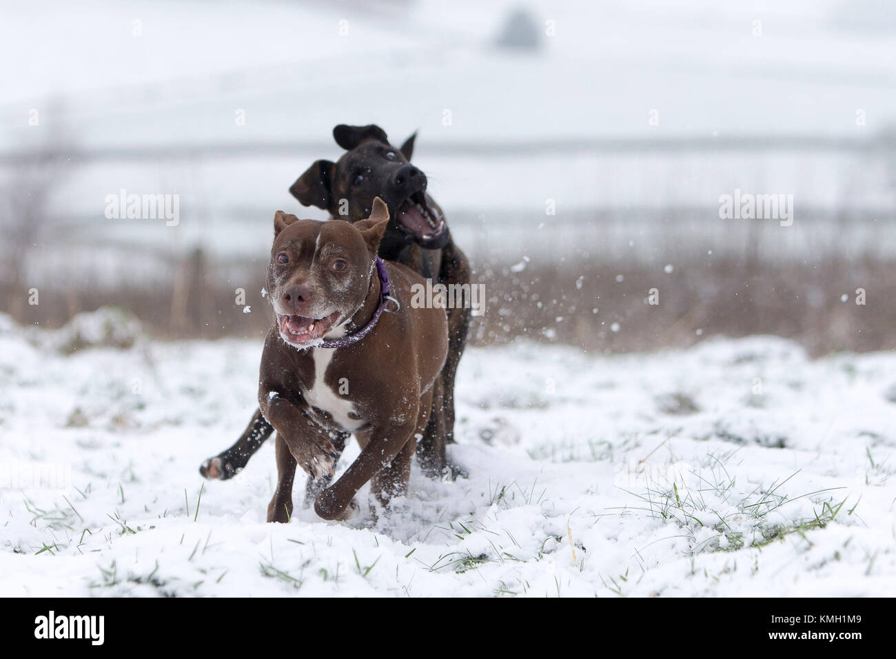 Nuevos Molinos, Reino Unido. 9 dic, 2017. Logan y Zebedeo disfruta jugando en la nieve cerca de molinos nuevos, alto pico, Reino Unido. Crédito: Philip Oldham/Alamy Live News. Foto de stock