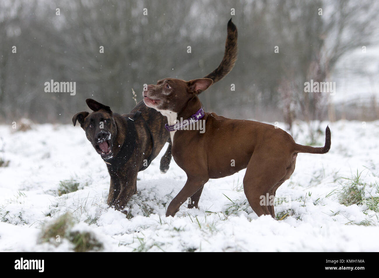 Nuevos Molinos, Reino Unido. 9 dic, 2017. Logan y Zebedeo disfruta jugando en la nieve cerca de molinos nuevos, alto pico, Reino Unido. Crédito: Philip Oldham/Alamy Live News. Foto de stock