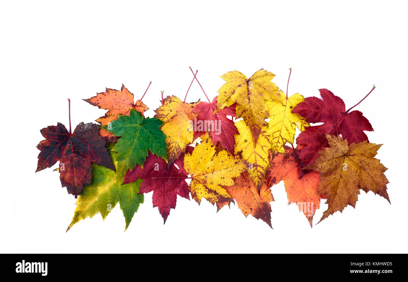 Hojas de Otoño.otoño colorido tonos: amarillo, ocre, marrón, rojo, naranja, verde. Foto de stock
