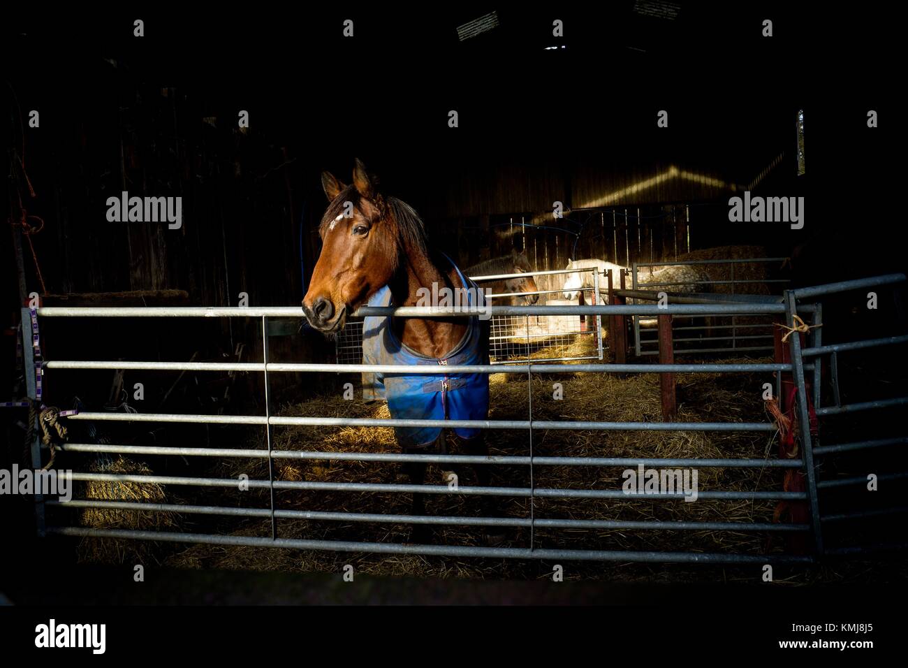 Estable con un caballo en un vestido mirando a través de una verja de hierro. Conistone Skipton, North Yorkshire, Inglaterra, Reino Unido. Foto de stock