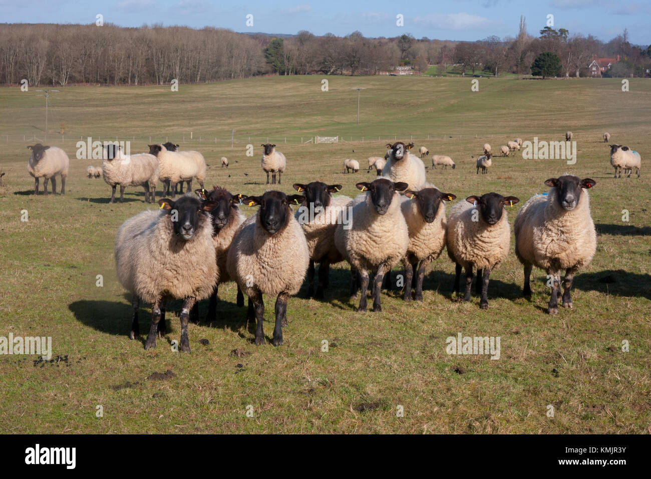 Rebaño de ovejas negras, Sheffield Park South Park, Uckfield, East Sussex Foto de stock