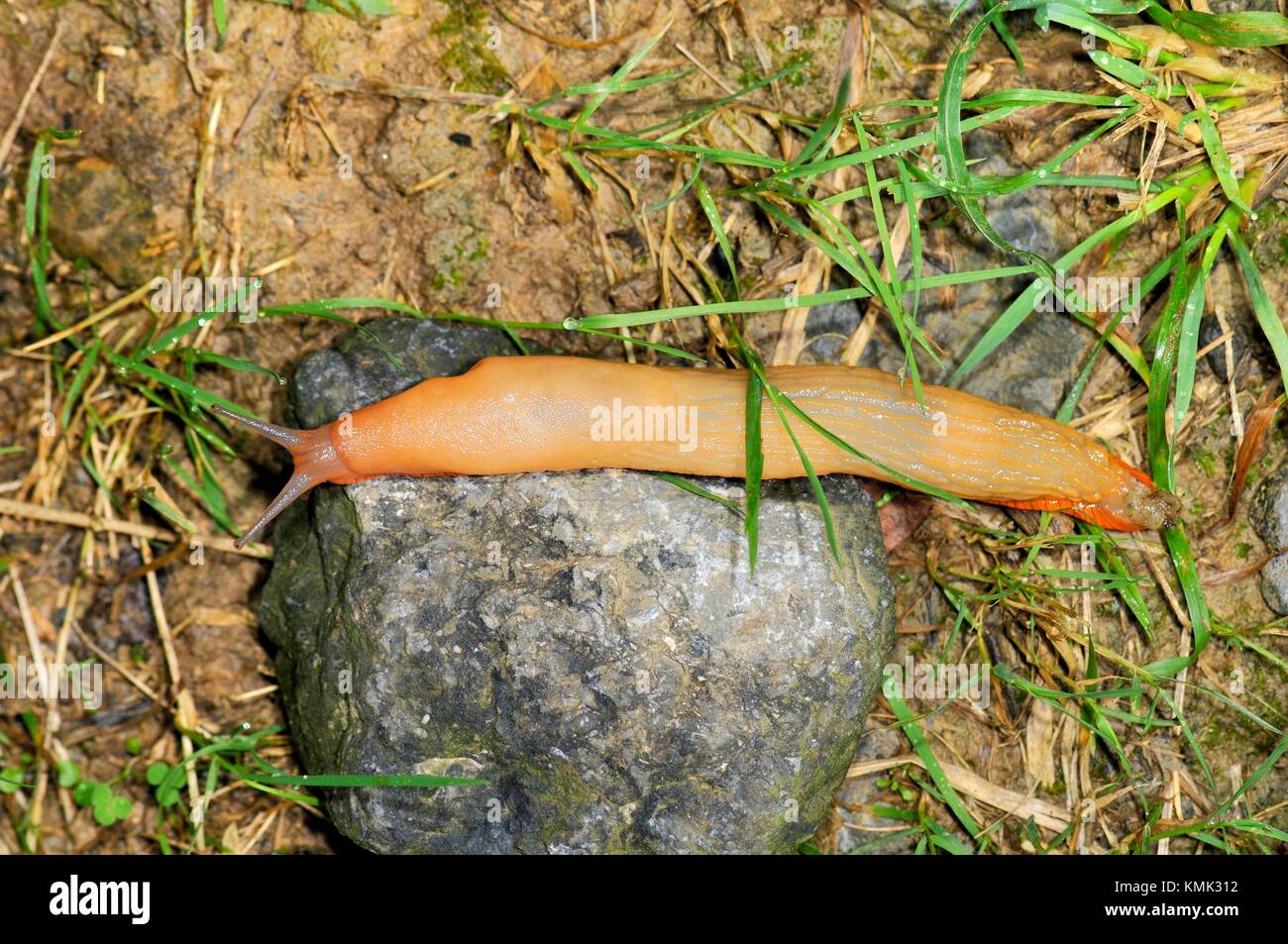 Slug, o tierras slug, es un nombre común para cualquier aparentemente  shell-less o molusco gasterópodo terrestre. El parque natural de Pagoeta.  Guipúzcoa. Comunidad Autónoma del País Vasco Fotografía de stock - Alamy