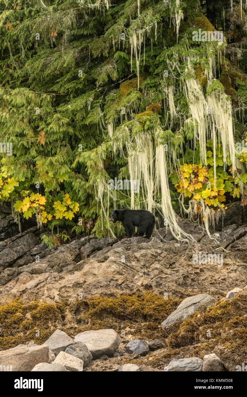 Oso negro (Ursus americanus) bajo colgando de líquenes y musgos en The Great Bear rainforest Foto de stock