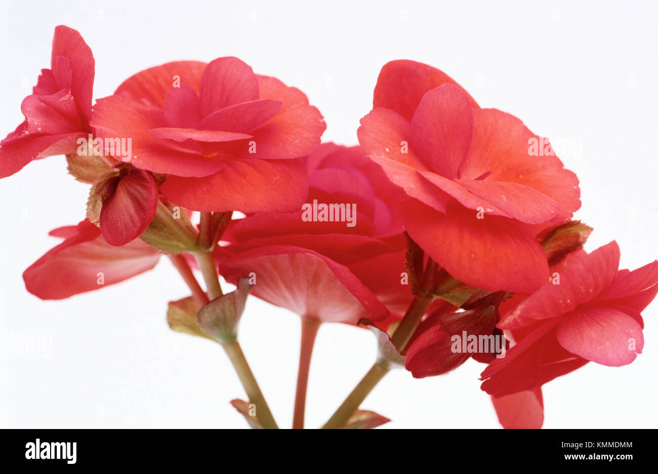 Begonia tuberosa fotografías e imágenes de alta resolución - Alamy