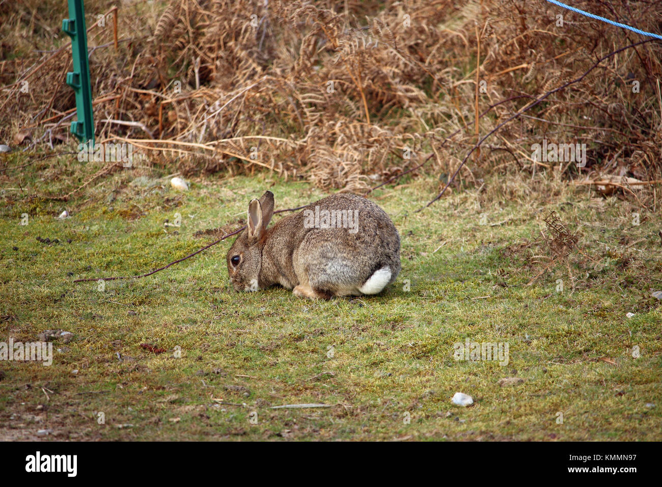 El conejo (oryctolagus cuniculus) comer hierba con cola blanca visible y un fondo de helecho (Pteridium aquilinum). Foto de stock