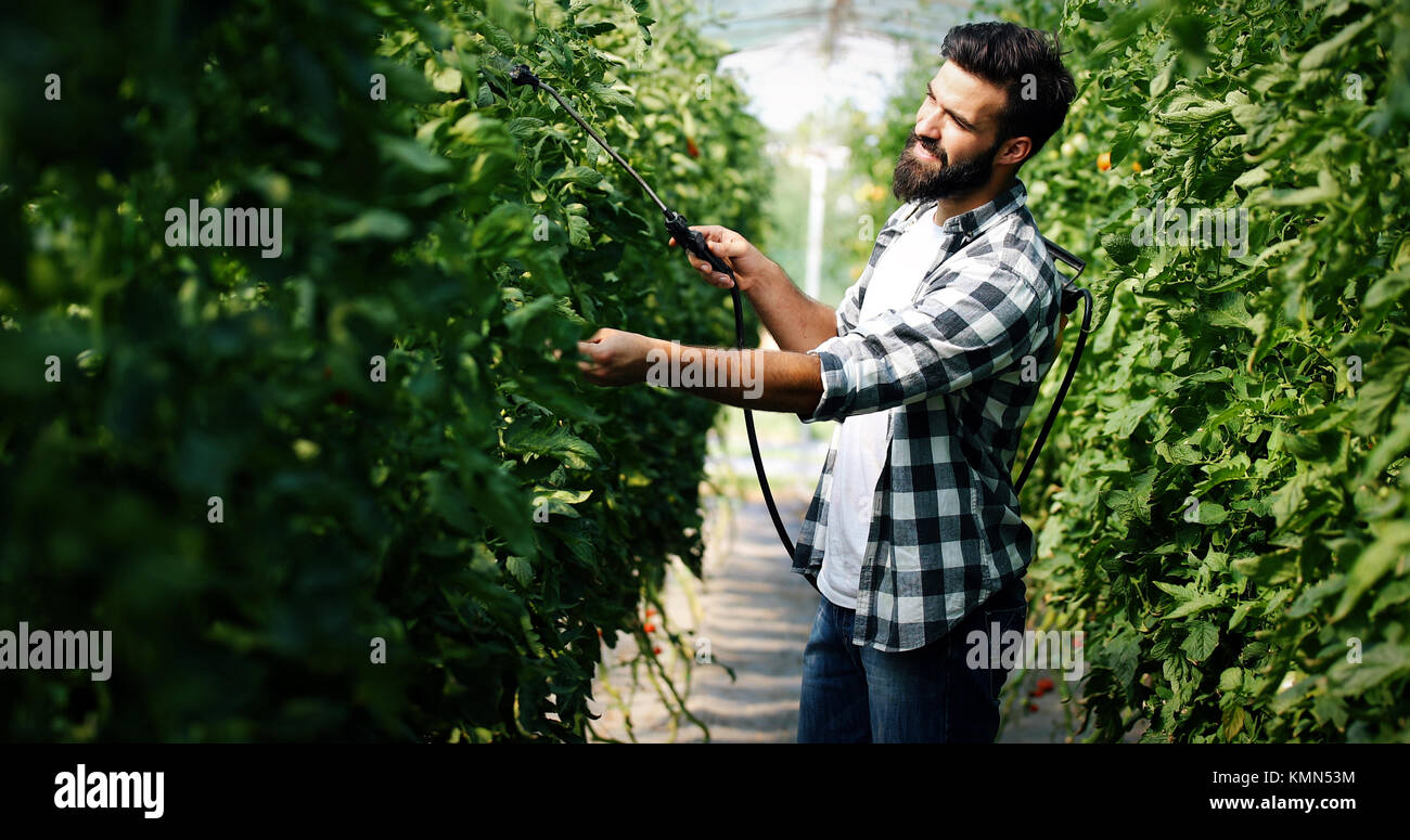 Joven agricultor proteger sus plantas con productos químicos Foto de stock