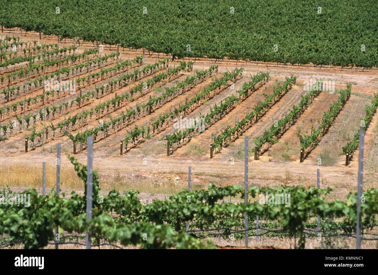 Nuevos viñedos en Clare Valley, Australia del Sur Foto de stock