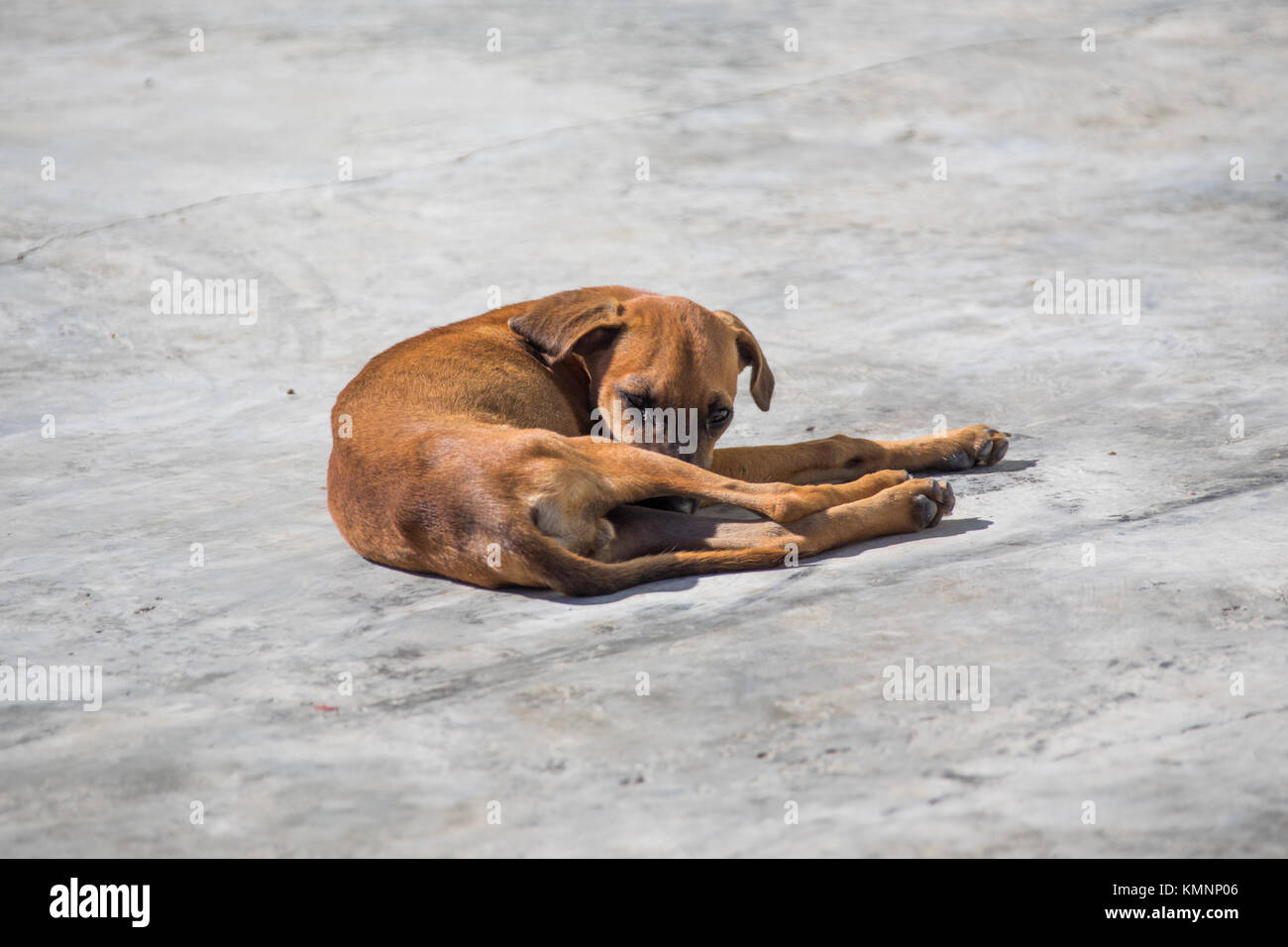 Los perros callejeros enfermos en Cienfuegos, Cuba Foto de stock
