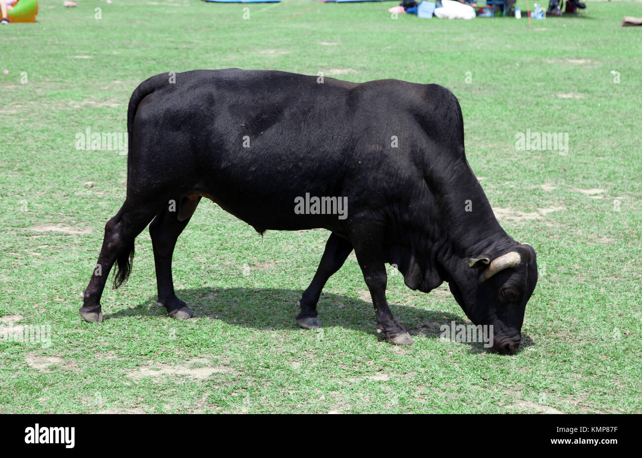 vaca negra o búfalo o toro comiendo hierba en un Volteado en Hong Kong en los nuevos territorios Foto de stock