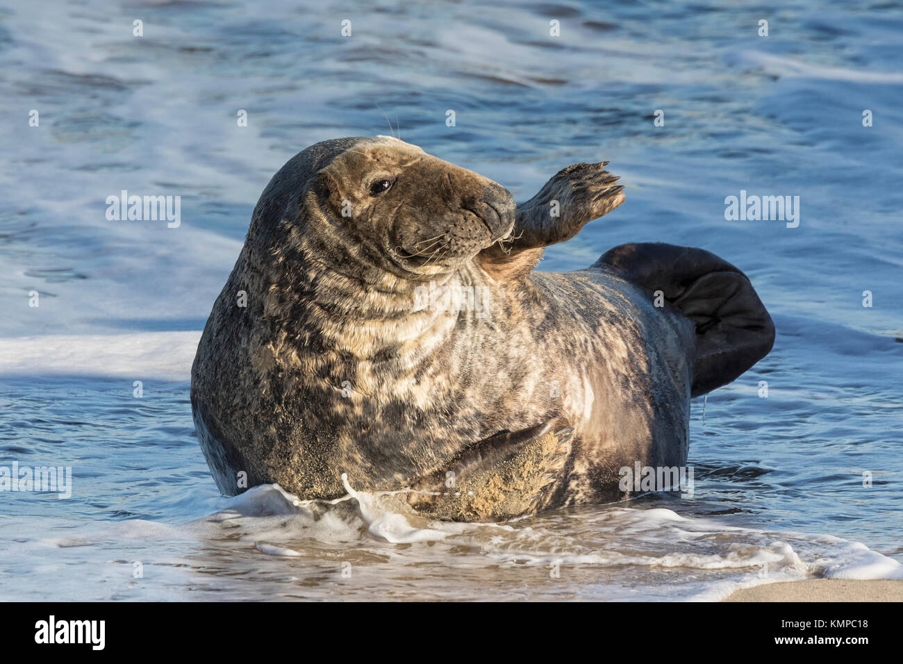 Las focas grises asentado durante la temporada de cría, las playas de North Norfolk Foto de stock