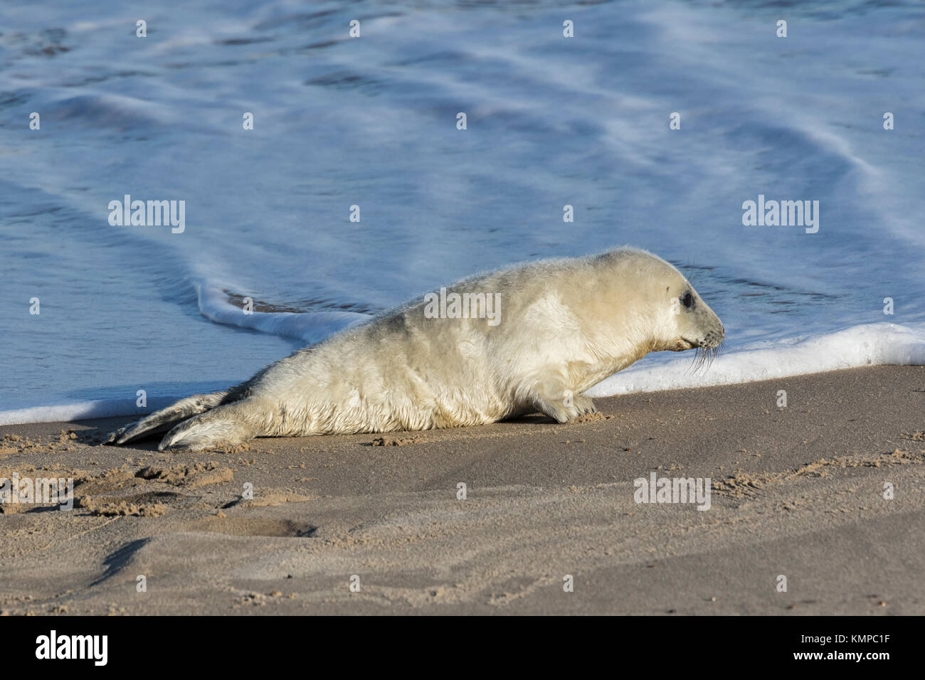 Las focas grises asentado durante la temporada de cría, las playas de North Norfolk Foto de stock