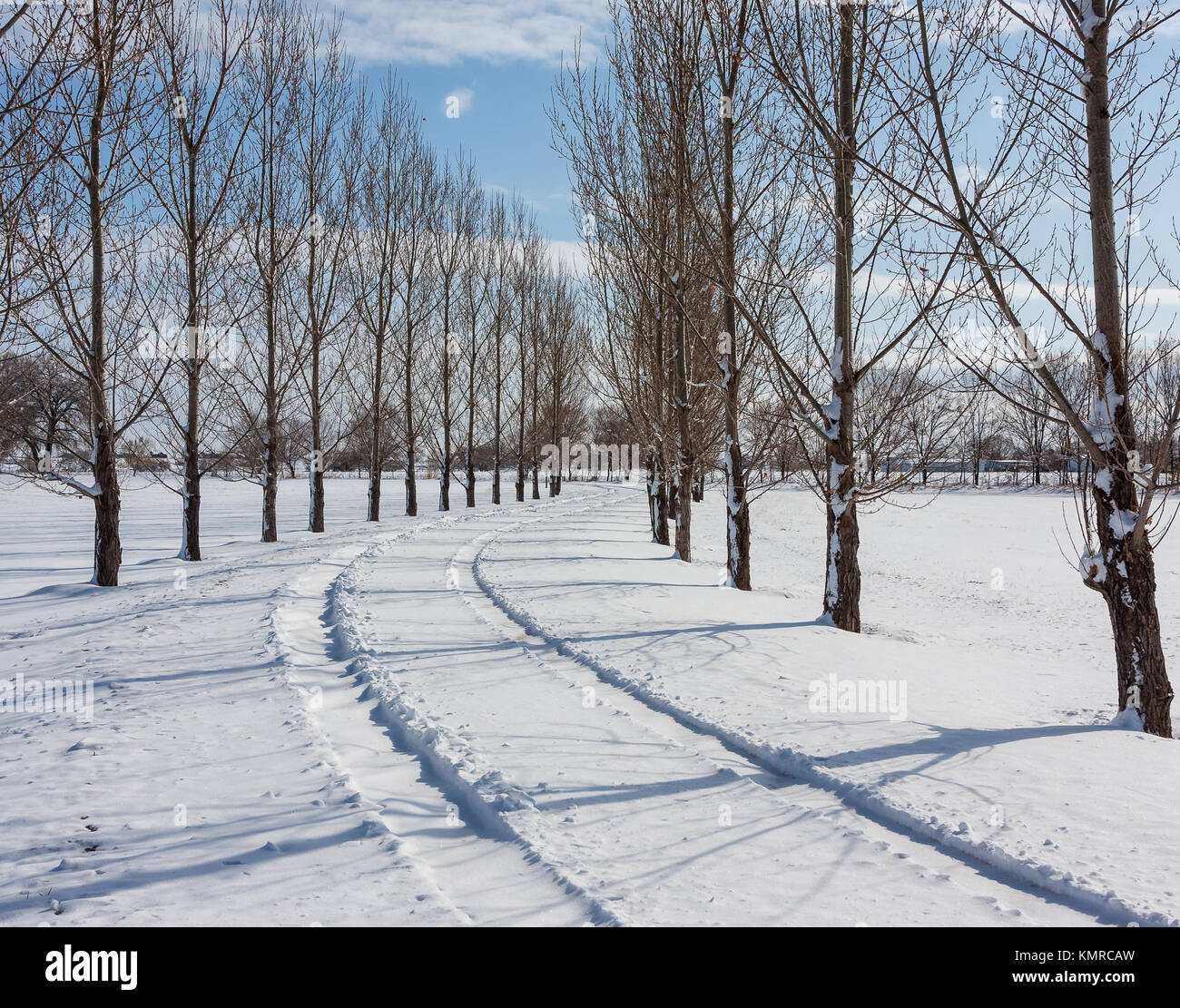 Fresco en pistas bordeadas de árboles cubiertos de nieve duro Foto de stock
