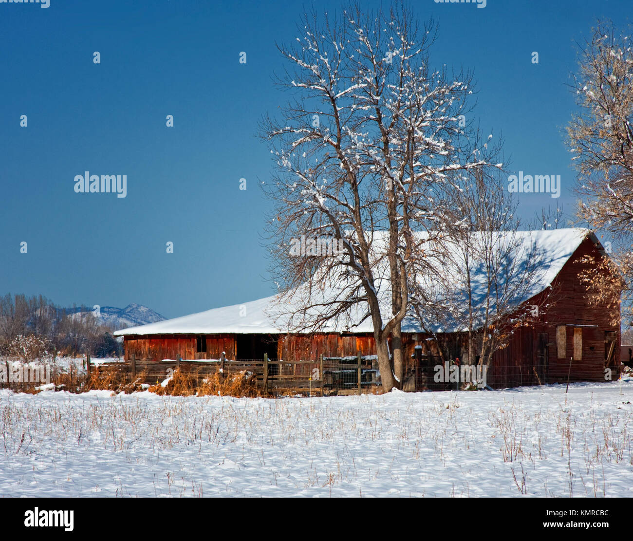 Barn cubierto de nieve después de la tormenta de invierno en Colorado Foto de stock