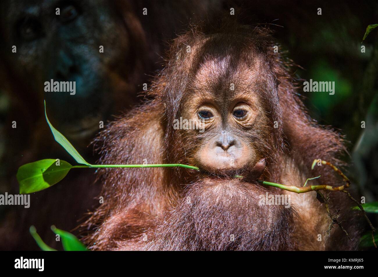 Bebé orangután (Pongo pygmaeus). Cierre el retrato de cub f del orangutanon con hojas verdes sobre fondo oscuro. Bornean orangután (Pongo py Foto de stock