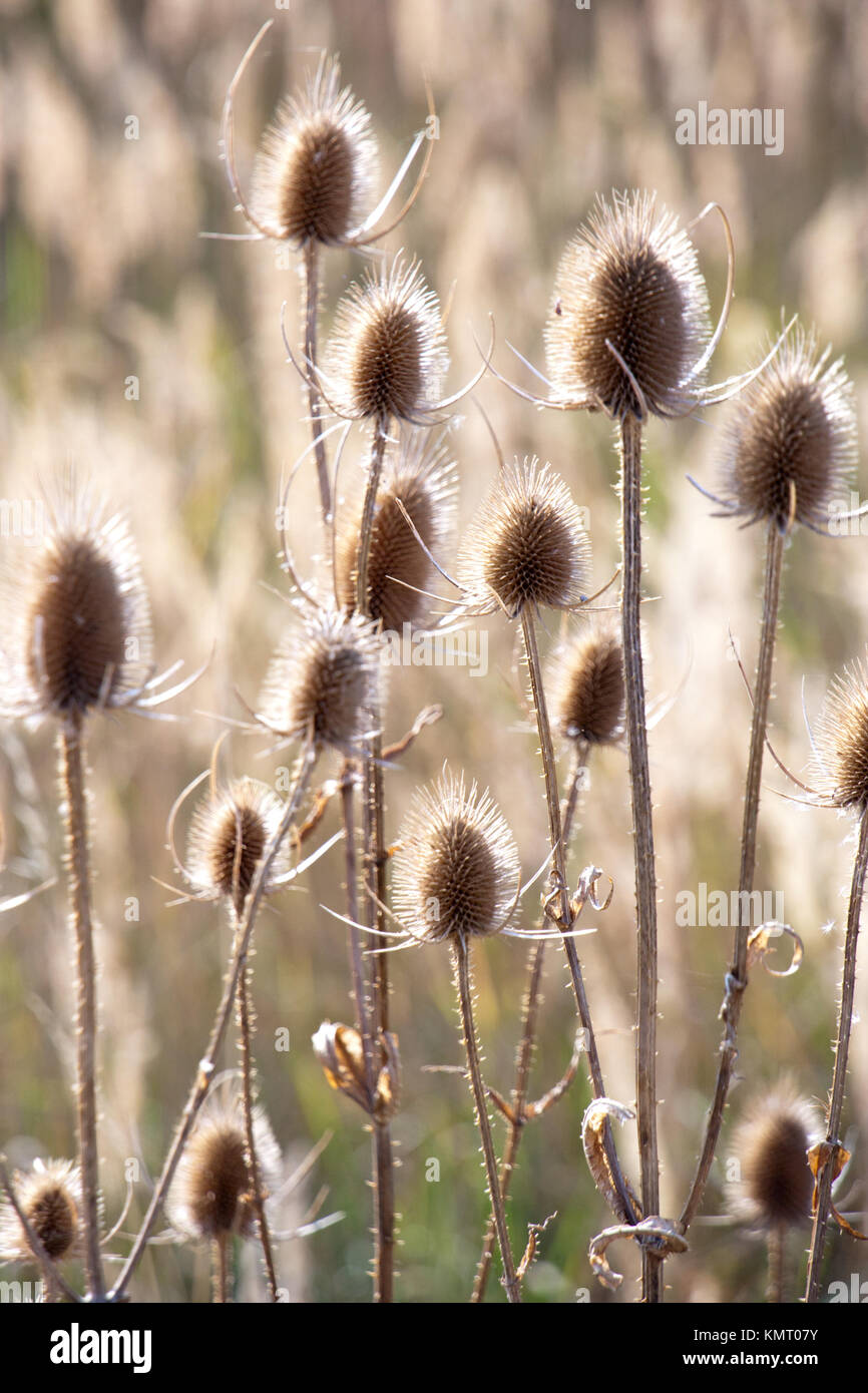 Dipsacus laciniatus Štětka laločnatá / / Teasel Foto de stock