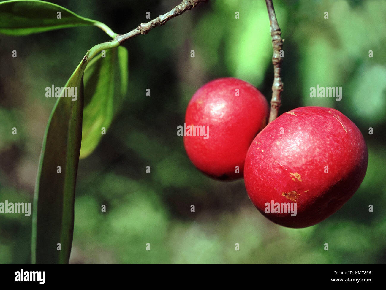 Árbol Kokum (Garcinia indica) frutas Foto de stock
