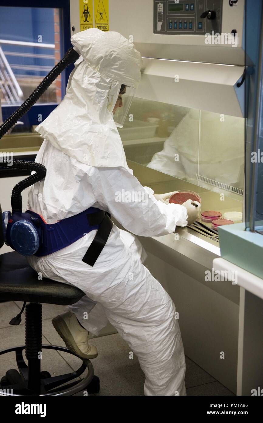 Cultivo microbiológico, trabajando en cabina de flujo laminar, utilizando equipos de seguridad monitorizado (Nivel 2 de Bioseguridad), Laboratorio de Bacteriología, Foto de stock