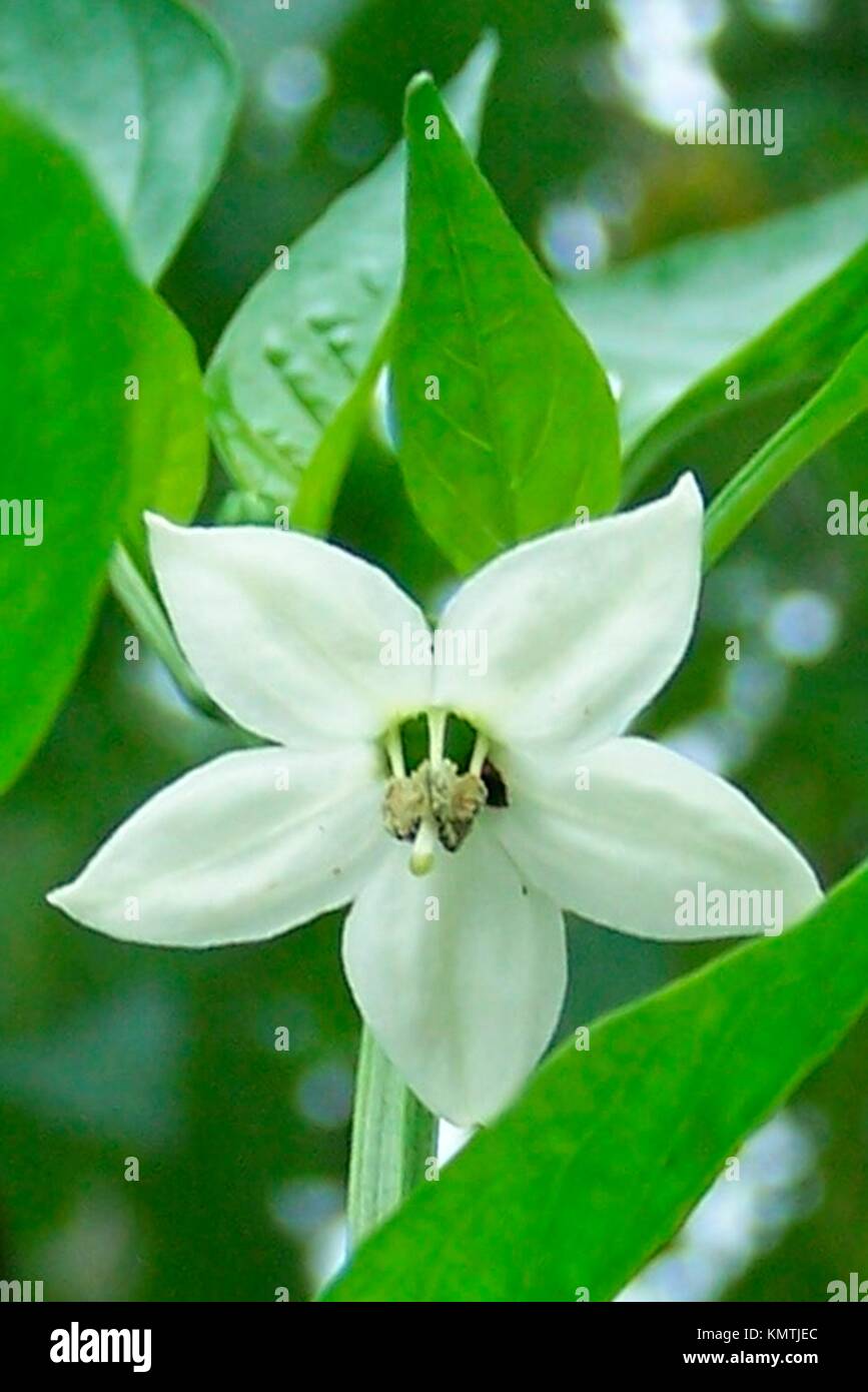 La estrella blanca flor de una planta de pimienta Fotografía de stock -  Alamy