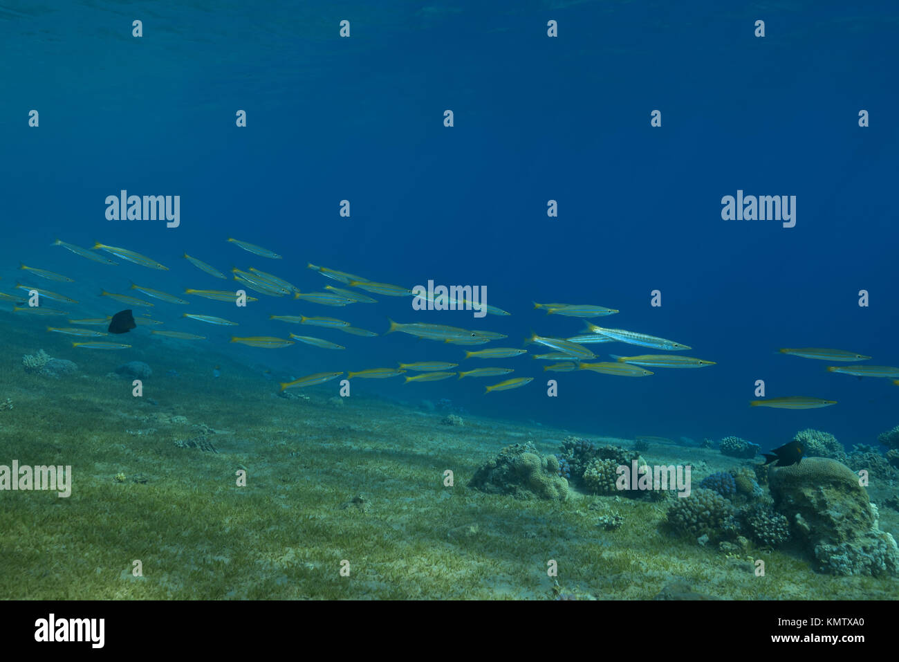 Escuela de cola amarilla Barracudas (Sphyraena flavicauda) nadar más hierba de mar Foto de stock