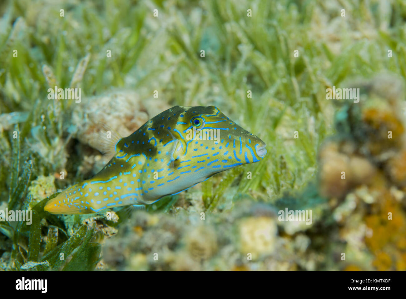 Coronado Puffer (Canthigaster coronata) nadar más hierba de mar Foto de stock