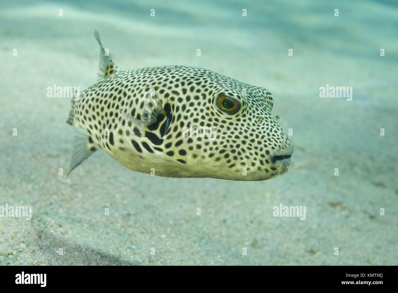 La joven estrella Pufferfish (Arothron stellatus) Nadar más de fondo arenoso Foto de stock