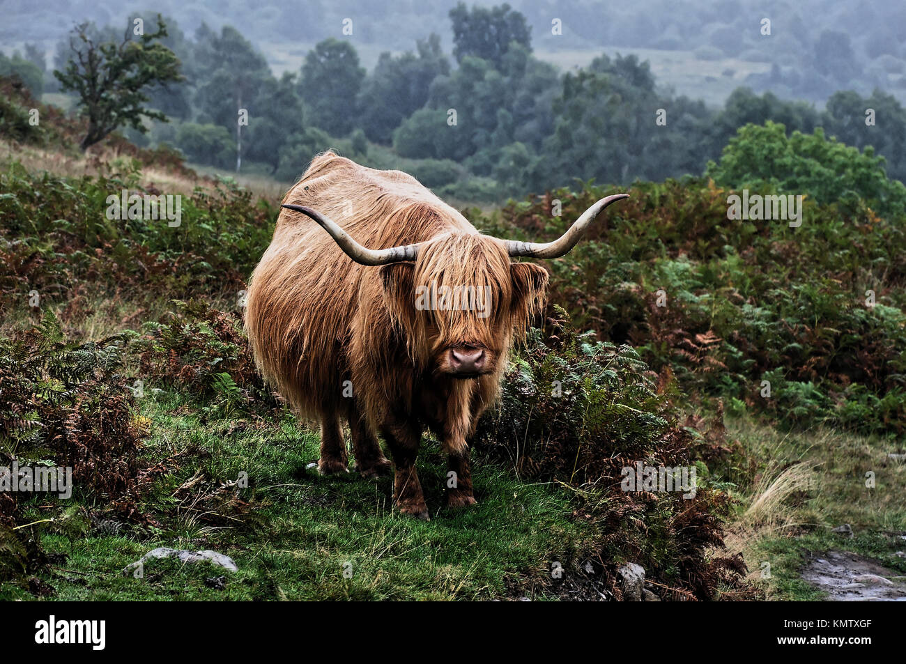 Highland ganado, Conic Hill, Scotland, Reino Unido Foto de stock