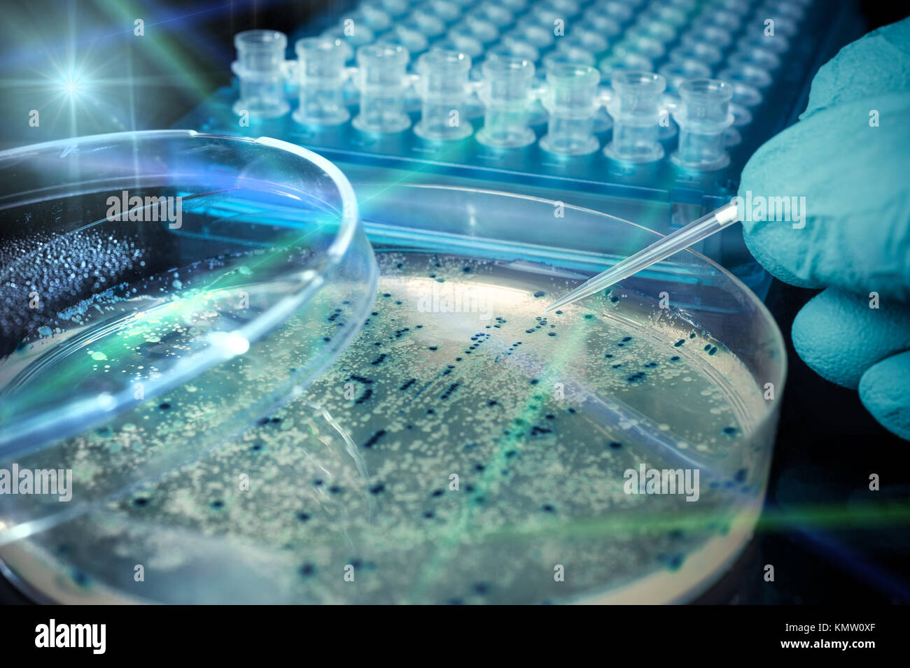Placa de Petri con colonias bacterianas, experimento científico Foto de stock