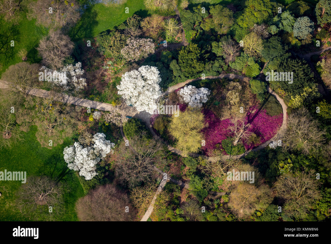 Árboles en flor, floración de primavera zona universitaria campus Herrhausen, cerca de Hannover, Sealife jardines Herrenhausen, Grosser Garten, Gran Fuente, Hano Foto de stock