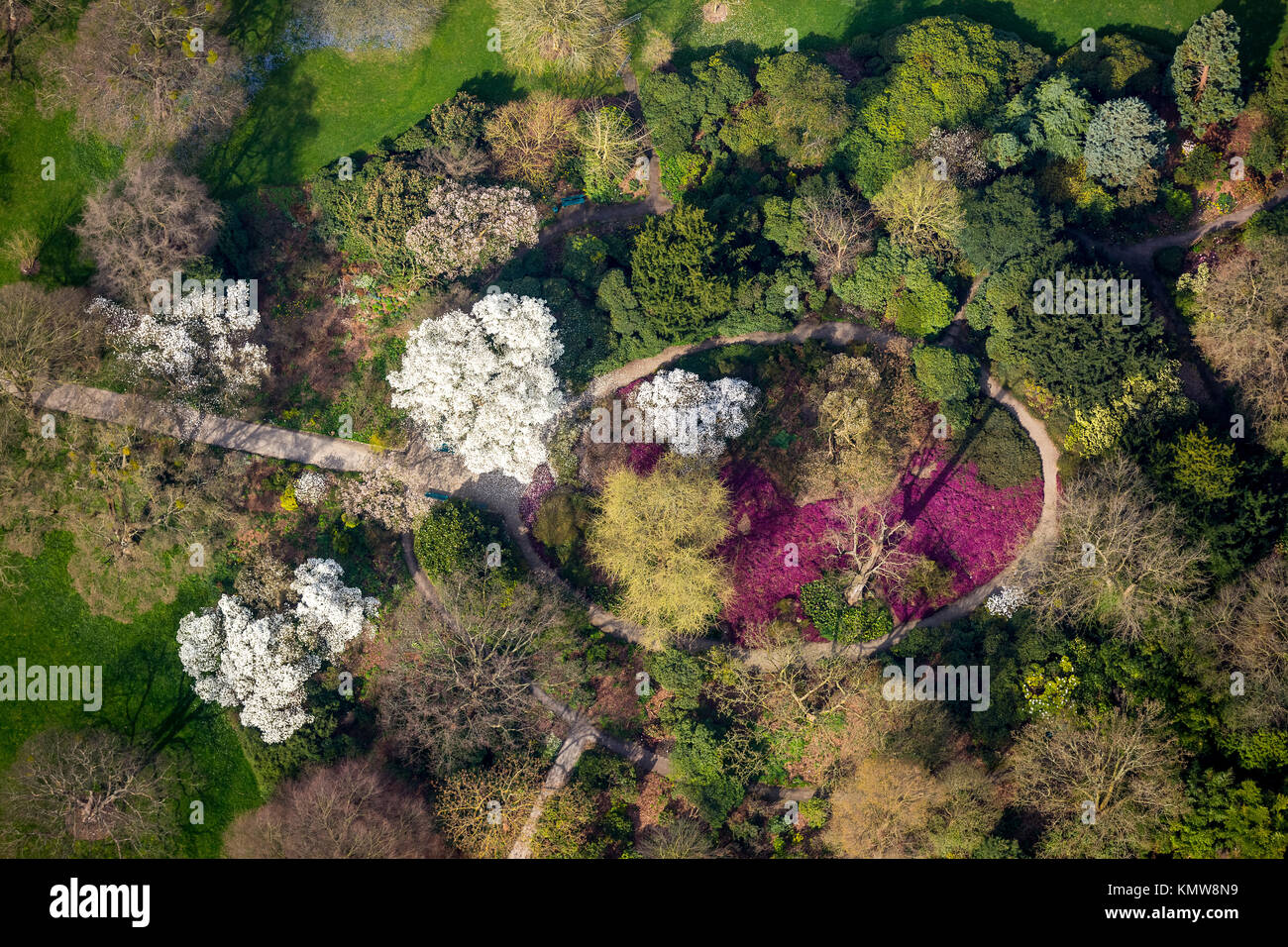 Árboles en flor, floración de primavera zona universitaria campus Herrhausen, cerca de Hannover, Sealife jardines Herrenhausen, Grosser Garten, Gran Fuente, Hano Foto de stock