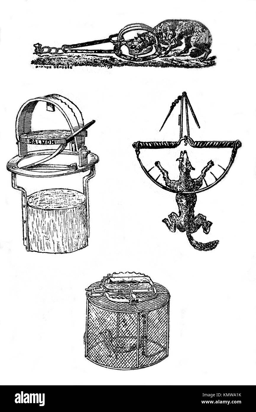Antiguas trampas para cazar alimañas. Ilustración de libros antiguos, 1900  Fotografía de stock - Alamy