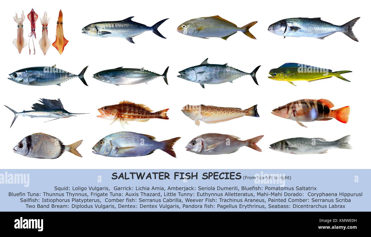 Las especies de peces de agua salada de clasificación mariscos aislado en  blanco Fotografía de stock - Alamy