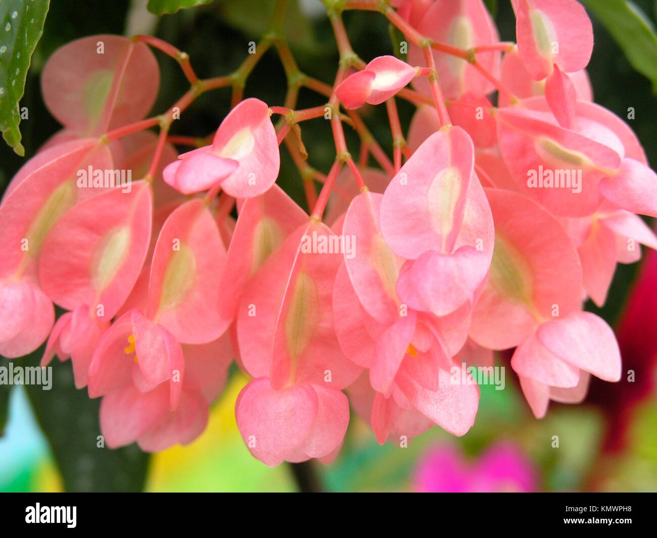 Begonia tamaya fotografías e imágenes de alta resolución - Alamy