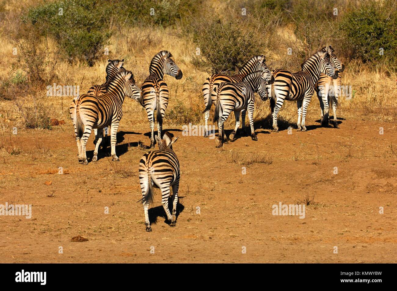 Manada de cebras de Burchell Equus burchelli en Bushland, Sudáfrica Foto de stock