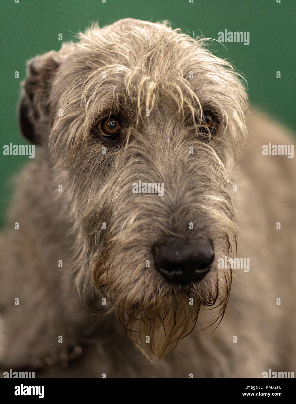 Irish Wolfhound retrato, Perfil oblicuo, Fondo Verde, Dog Show Wirehair Trim Foto de stock