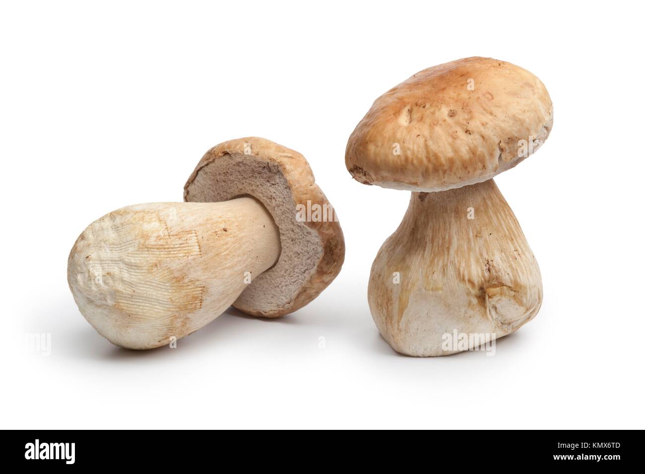 Hongos porcini fresco entero aislado sobre fondo blanco Fotografía de